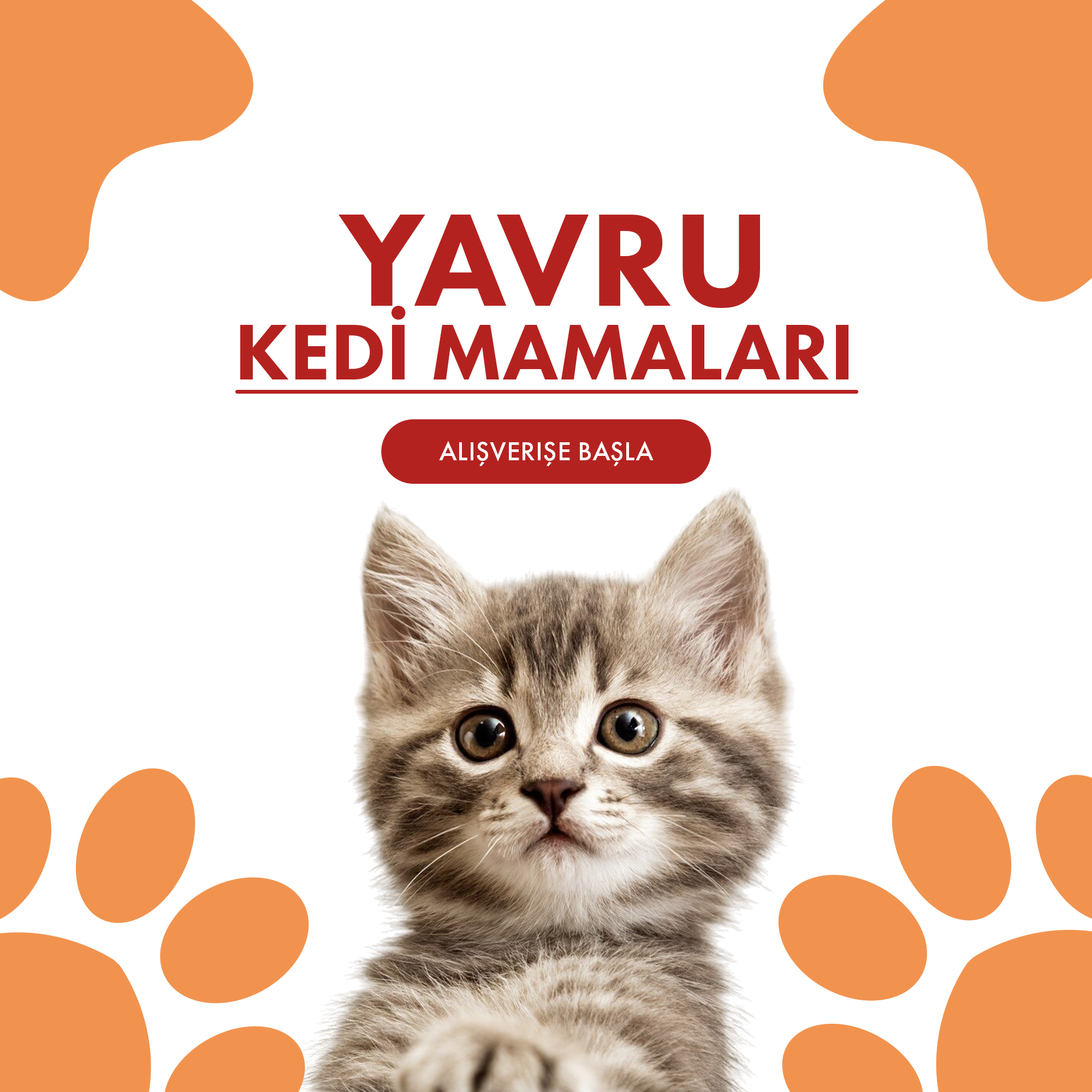 Yavru Kedi Mamaları